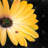 daisy and ladybug - 32"x32" art on canvas