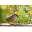 Bird Bath Heater