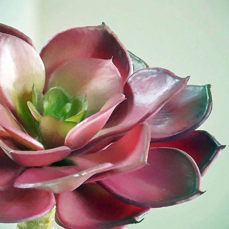 " Echeveria Burgandy ", 24" H x 24" W x 1.5" D