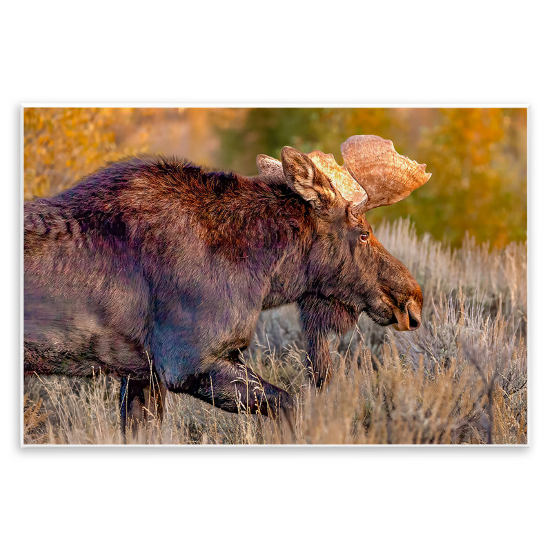 Plaque murale «Bull Moose At Dusk» par Shelley Carlisle, H 10 po x l 15 po