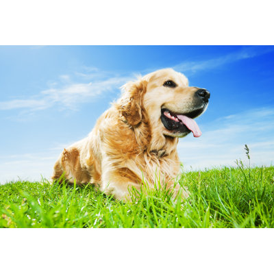 Cute Golden Retriever Dog by Skynesher