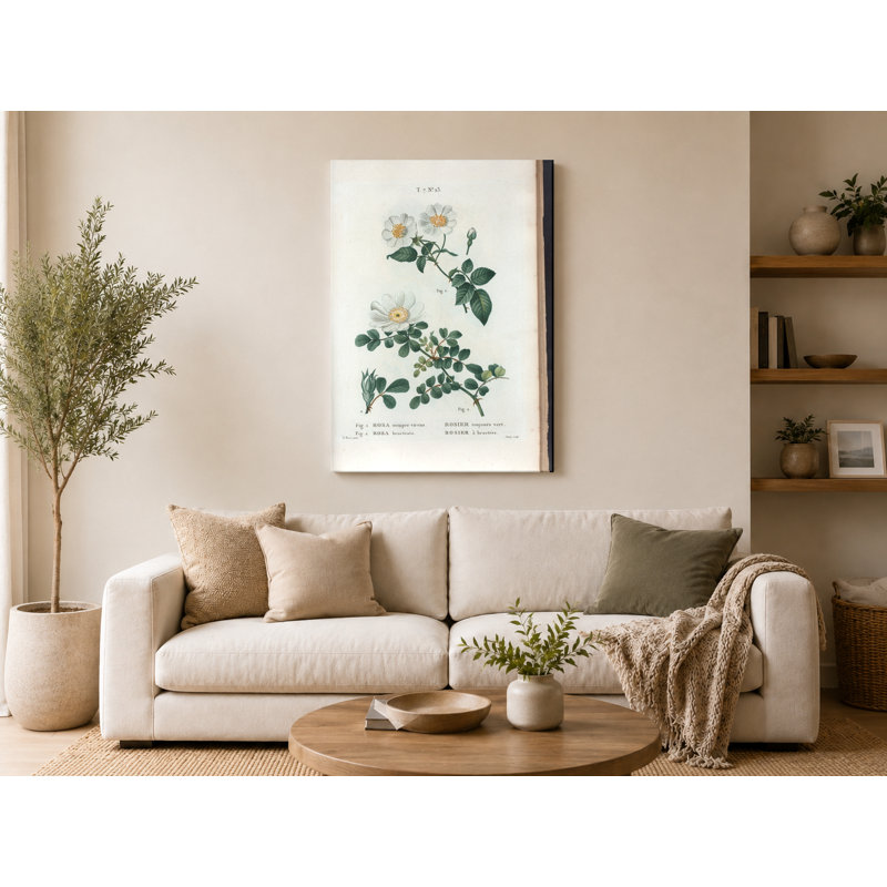 Rosa sempre virens et Rosa bracteata (rose toujours verte et rose Macartney) - art mural sur toile, 20" W x 16" H