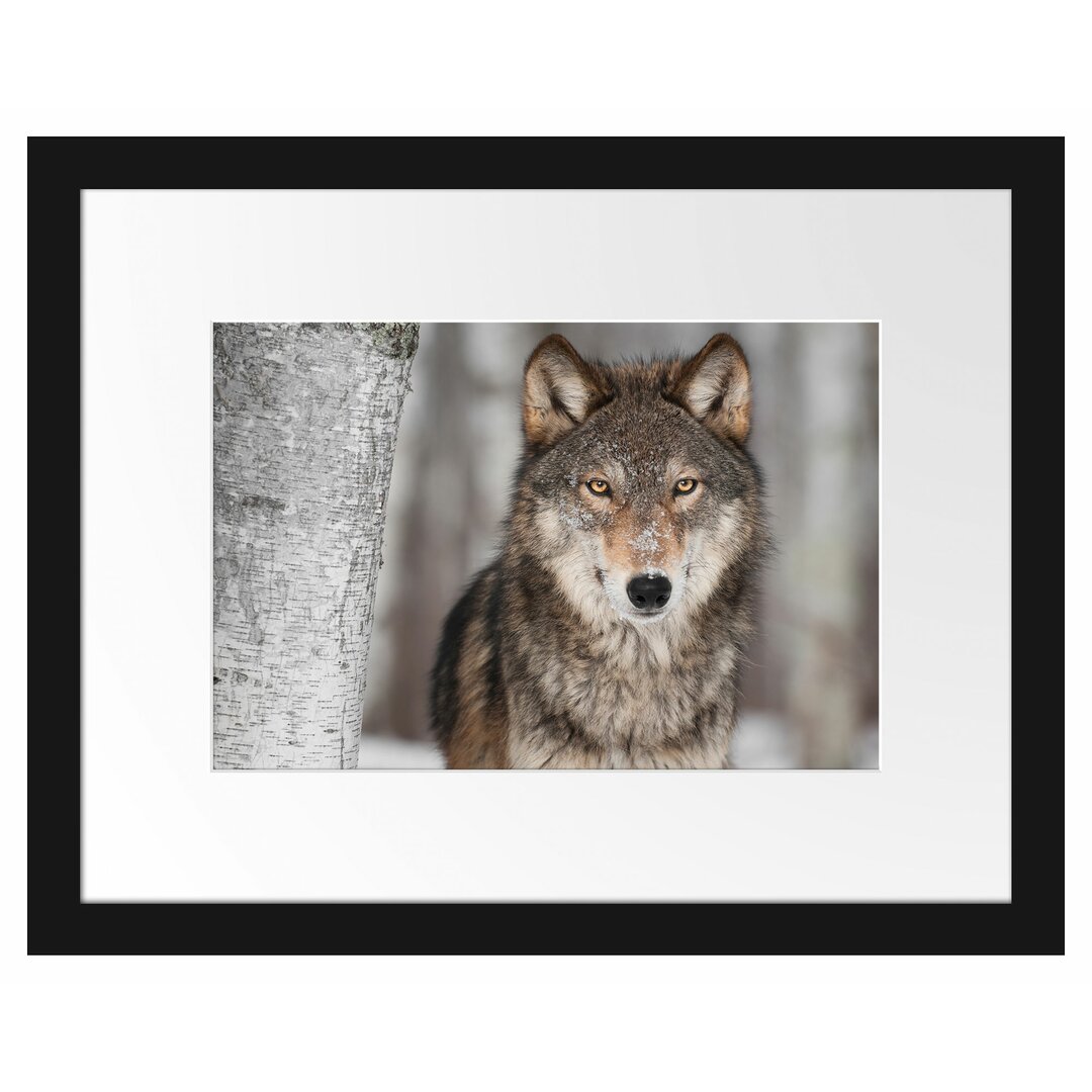 Wachsamer Wolf Gerahmter Fotokunstdruck