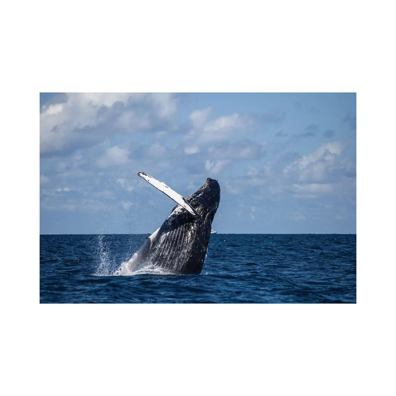 A Large Humpback Whale Breaches Out Of The Atlantic Ocean by Ethan Daniels - Wrapped Canvas Print, 20.32 cm H x 30.48 cm W