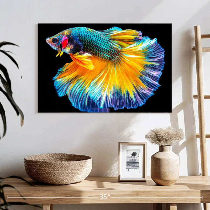 Poisson Betta multicolore, H 16 po x l 24 po