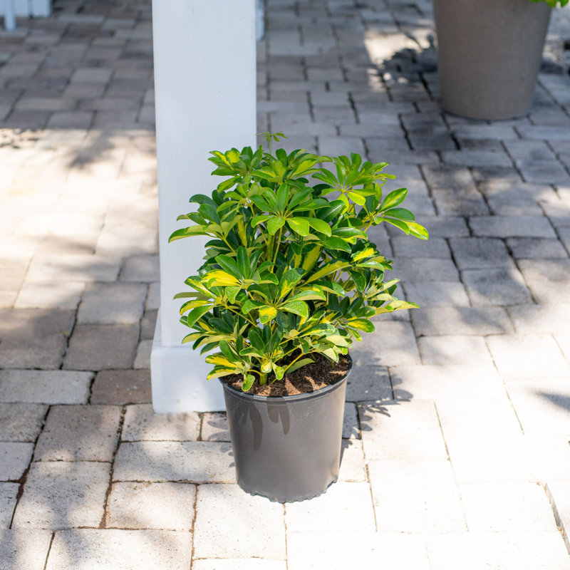 Schefflera Capella in Nursery Pot