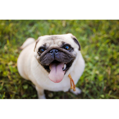 Funny Pug in Summer Park by O_Sa