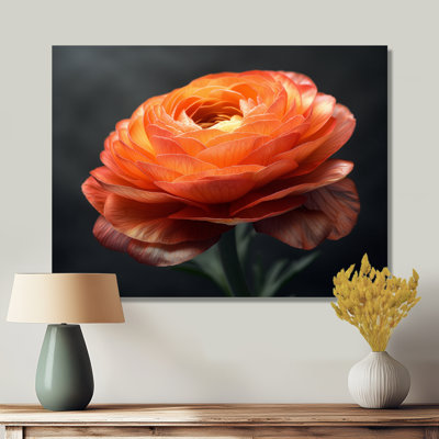 Orange And Black Ranunculus Bloom II - Ranunculus Wall Art Living Room
