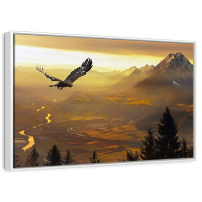 Aigle royal au coucher du soleil