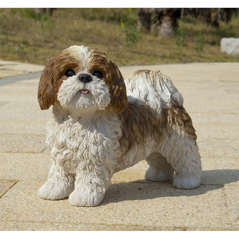 Standing Shih Tzu