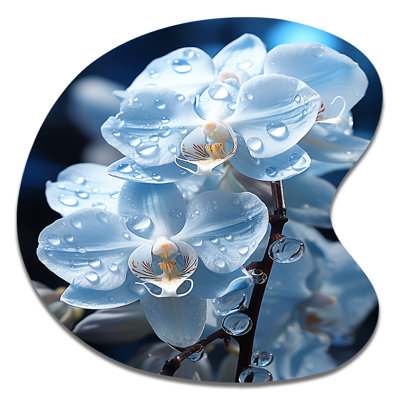 Orchidées nacrées bleues sur fond blanc