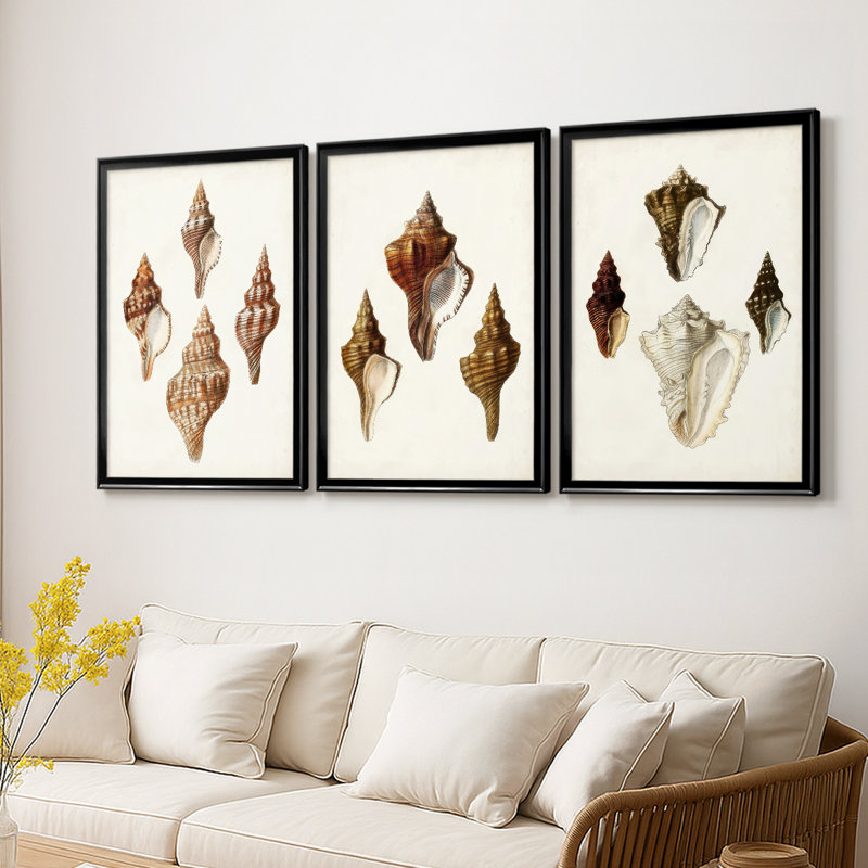 Sowerby Shells IV  -Custom Framed  Wrapped Gallery Canvas - 3 Pieces, 27" H x 39" W, Black