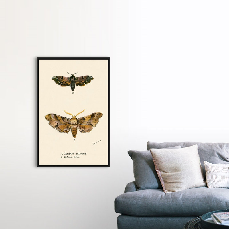 Papillons par English School - reproduction sur toile, Cadre noir, H 50 po x l 34 po x P 1,75 po