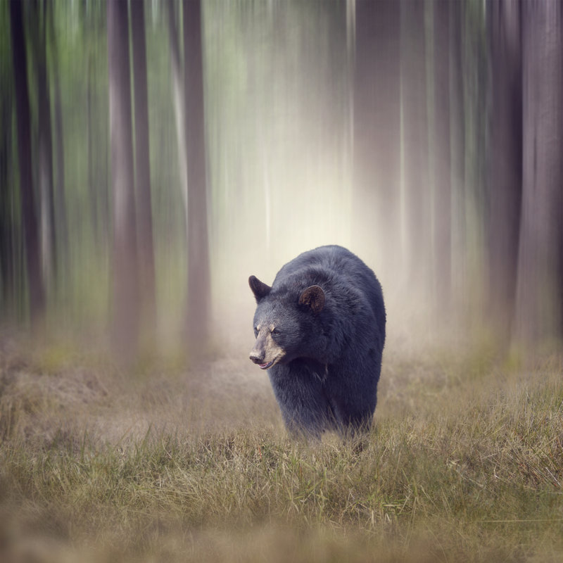 Black Bear In Woods by Saddako - Wrapped Canvas Print, 30cm H x 30cm W