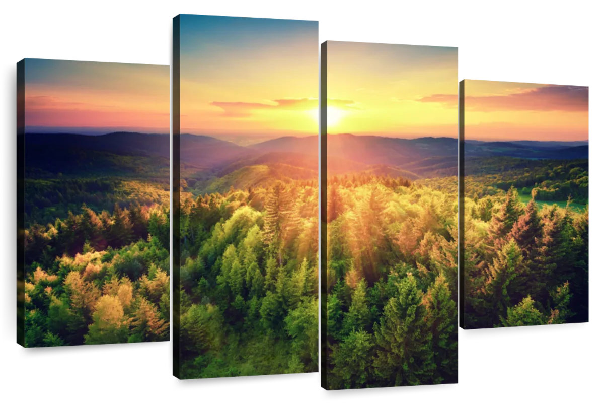 Millwood Pines Alvord Scenic Forest At Sunset | Wayfair