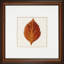 Nature Leaves II Print