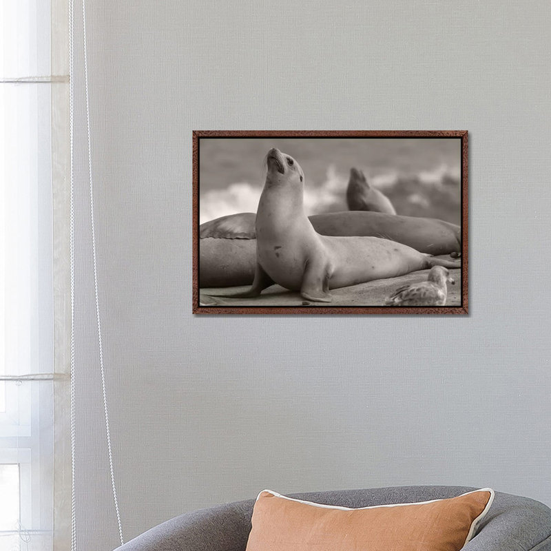 California Sea Lion group, La Jolla, California 1 Piece Wall Art on Canvas, 66.04 cm H x 45.72 cm W, Classic Wood Framed