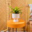 Bird''s Nest Fern in Ceramic Planter