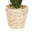 3 plantes grasses en pot