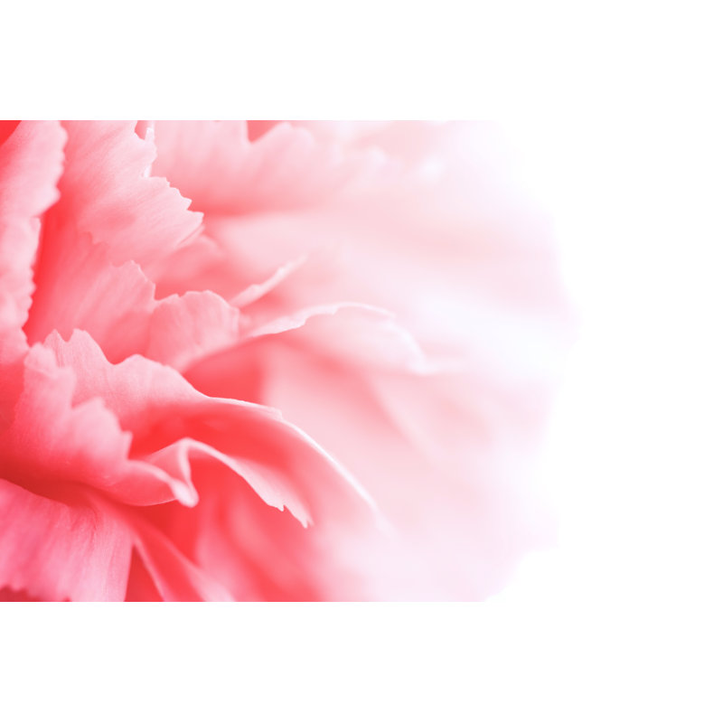 Pink Carnation by OlgaMiltsova - Wrapped Canvas Print, 51cm H x 76cm W