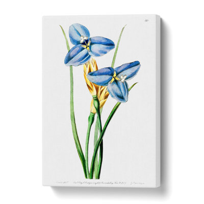 Blue Iris Flowers - Wrapped Canvas Painting