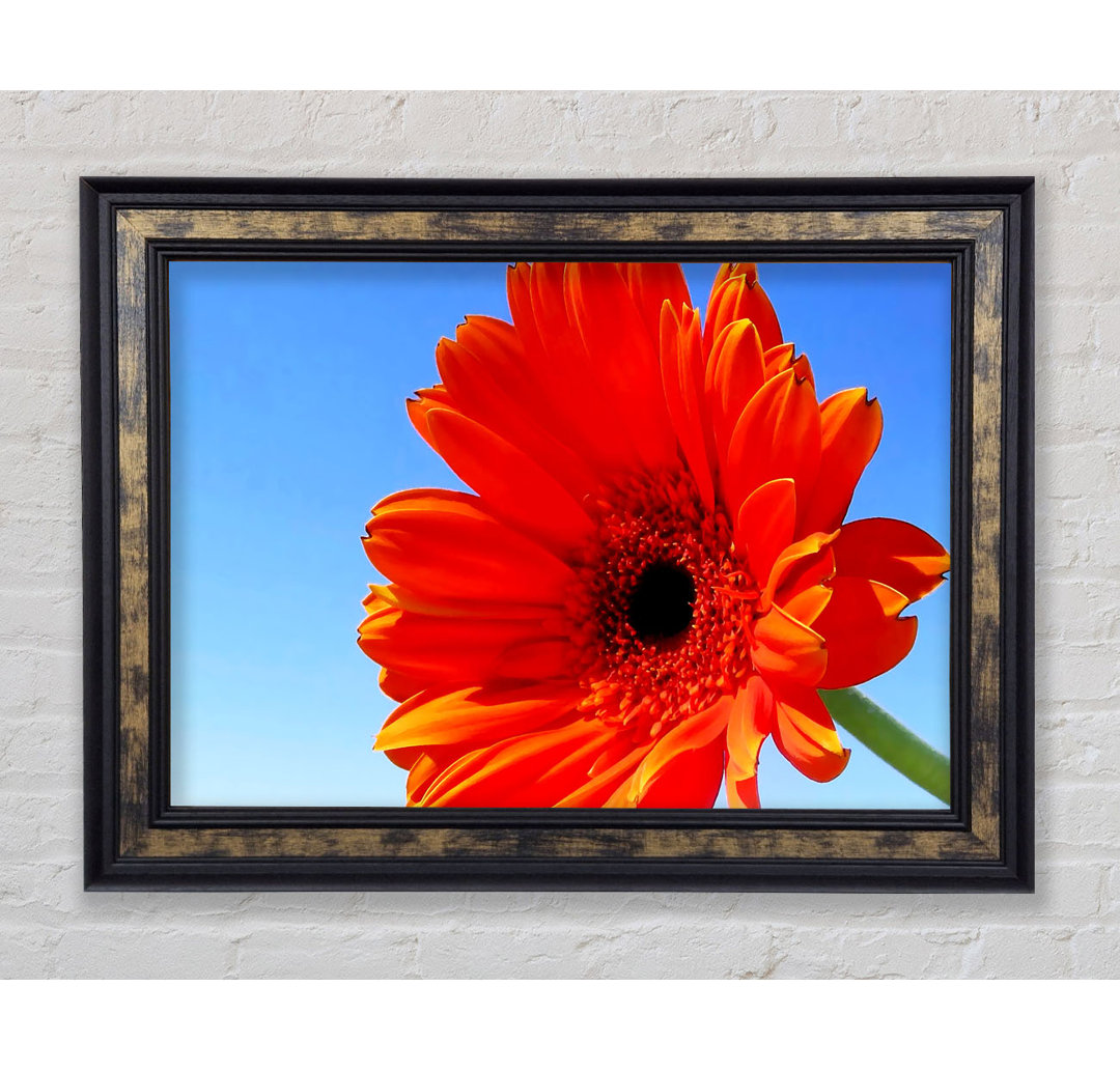 Orange Gerbera Skies - Einzelner Bilderrahmen Kunstdrucke