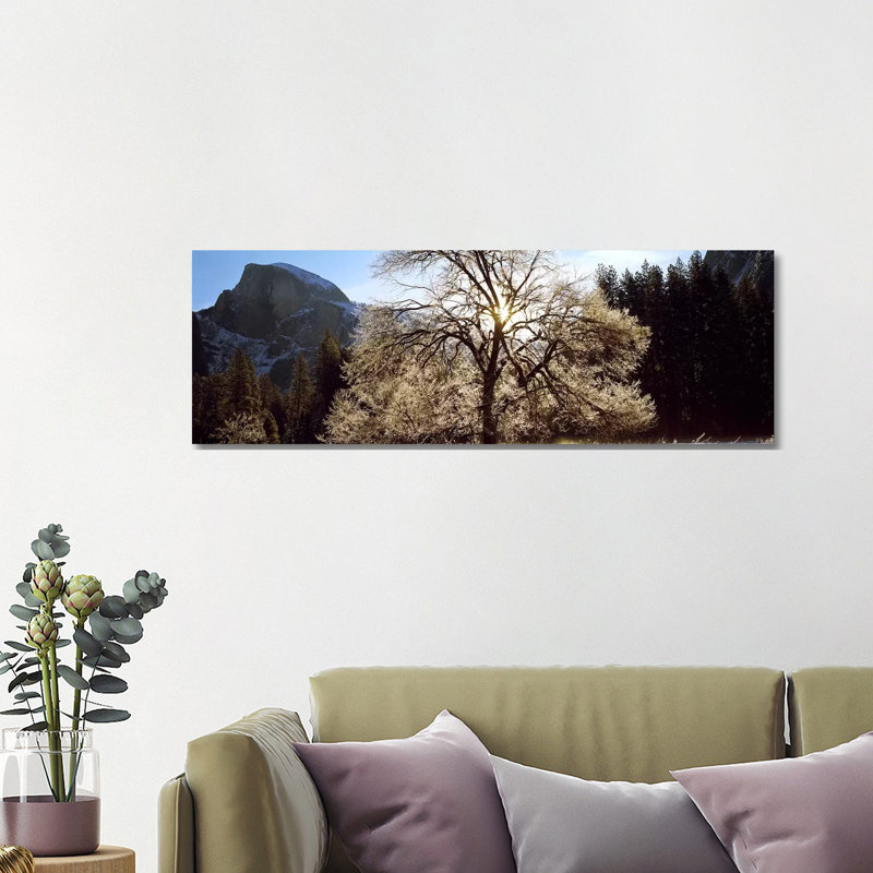 Low Angle View Of A Snow Covered Oak Tree, Yosemite National Park, California, USA - Wrapped Canvas Panoramic Print