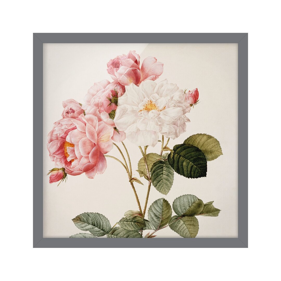 Gerahmter Kunstdruck Damask-Rose von Pierre Joseph Redouté