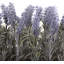 Lavender in Rustic Tin Planter (Window Box)-1739115264-1739115266