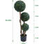 11.42cm Plant