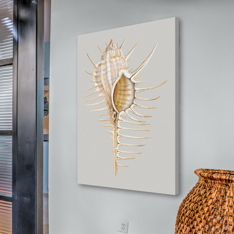 "Spiny Murex" Print on Wrapped Canvas, 36" H x 24" W x 1.5" D
