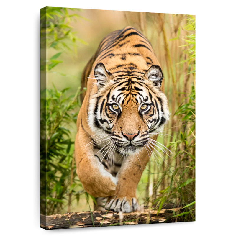 Brampt Big Cat, 36" H x 24" W