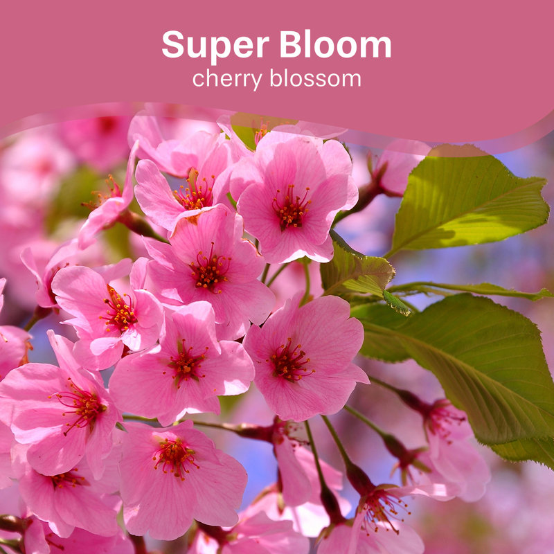 Solution de nettoyage Maxim, Super Bloom (1l)