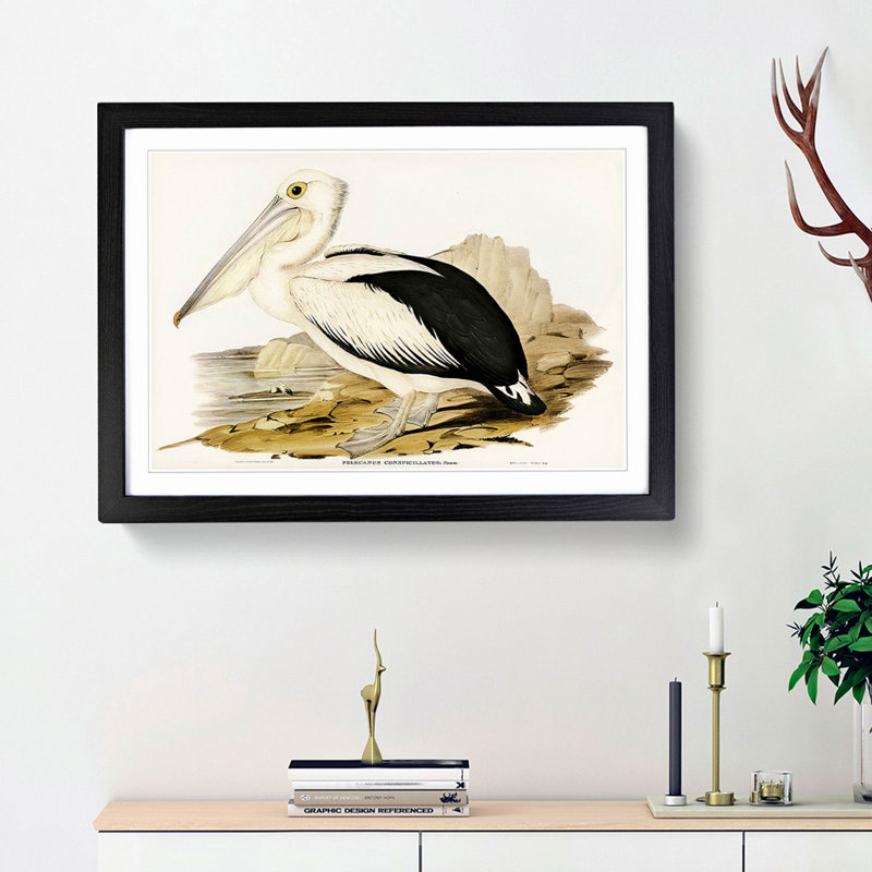 Australian Pelican by Elizabeth Gould - Framed Print, 33cm H x 45cm W x 2cm D, Black Framed