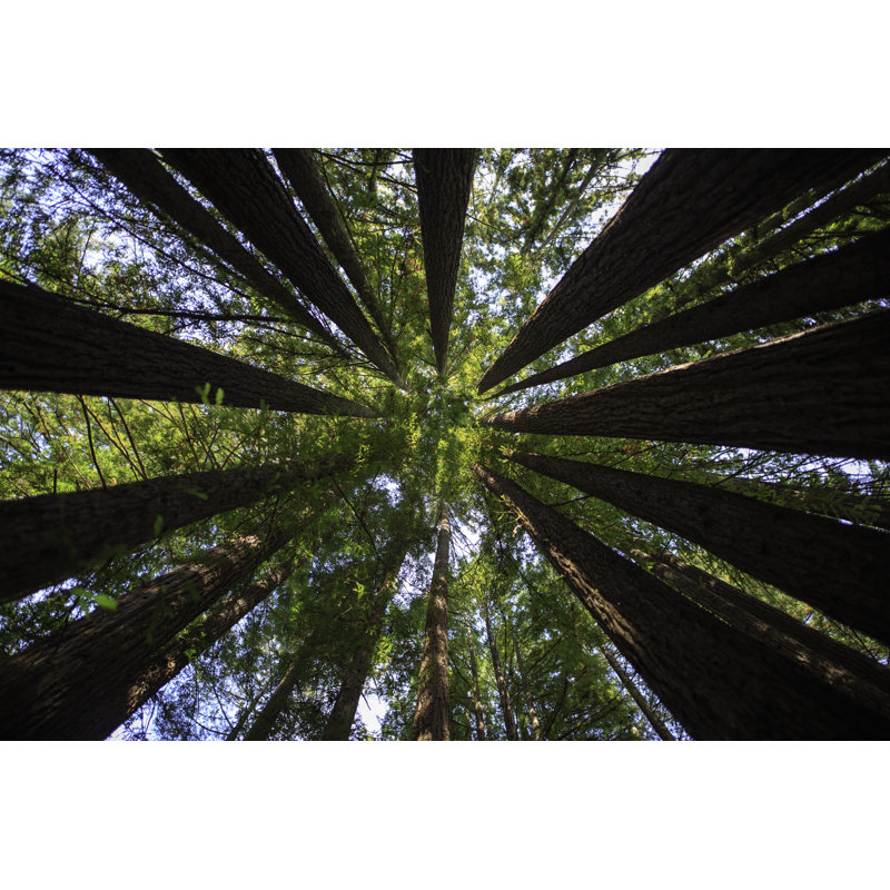 Redwoods - Wrapped Canvas Print, 30cm H x 46cm W x 3.8cm D