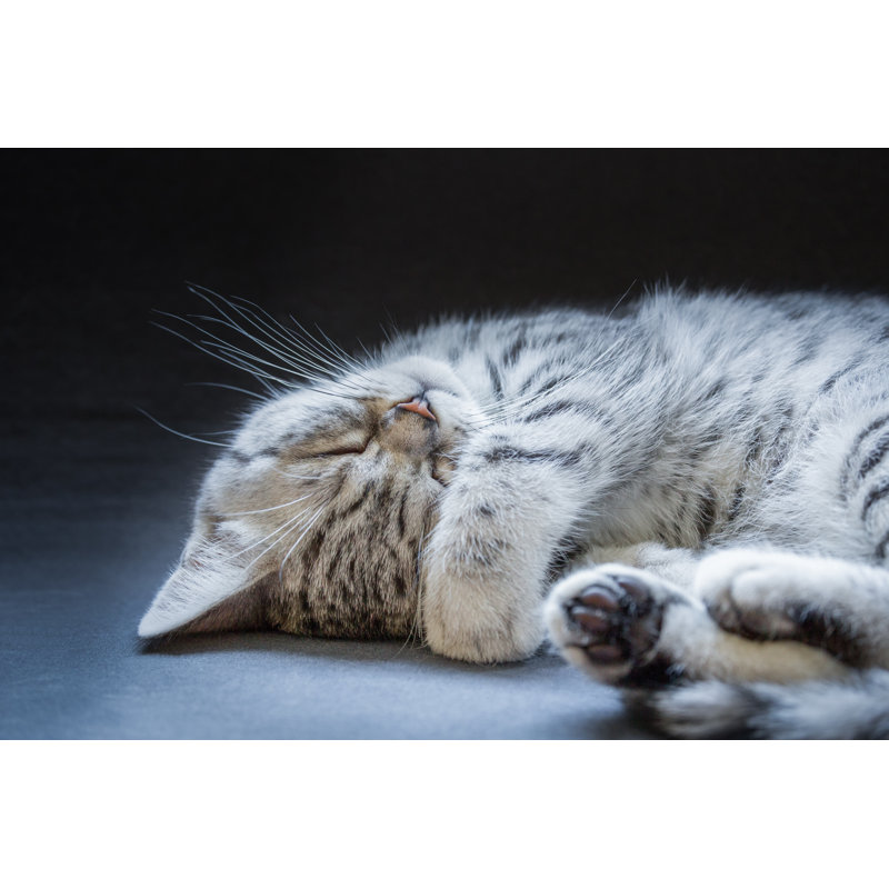 «Black Silver Tabby Kitten» par Ben-Schonewille - photographie sur toile tendue, H 32 po x l 48 po