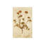 Pressed Flowers VI Print by Michelle Bennett-26931568-26931571