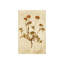 Pressed Flowers VI Print by Michelle Bennett-26931569-26931570