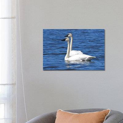 Swimming In Tandem by Brian Wolf - Wrapped Canvas Print