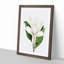 White Southern Magnolia Flower by Pierre-Joseph Redoute - Picture Frame Art Prints-55612677-55612675