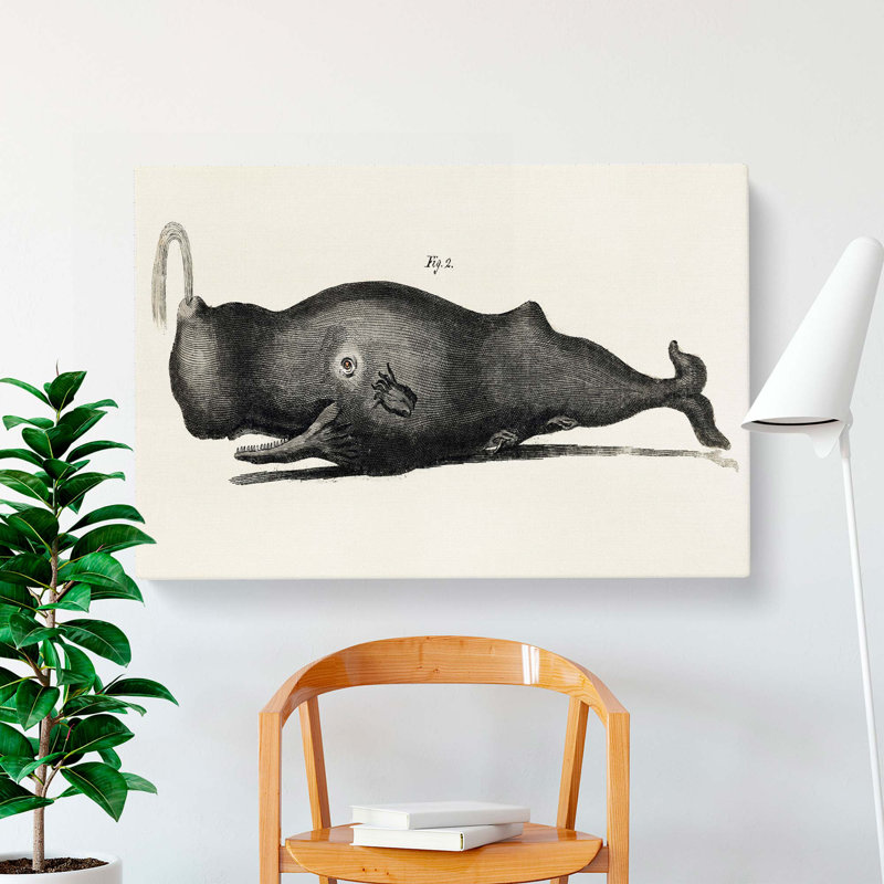 Vintage Toothed Whale Illustration - Wrapped Canvas Print, 50cm H x 76cm W x 3cm D