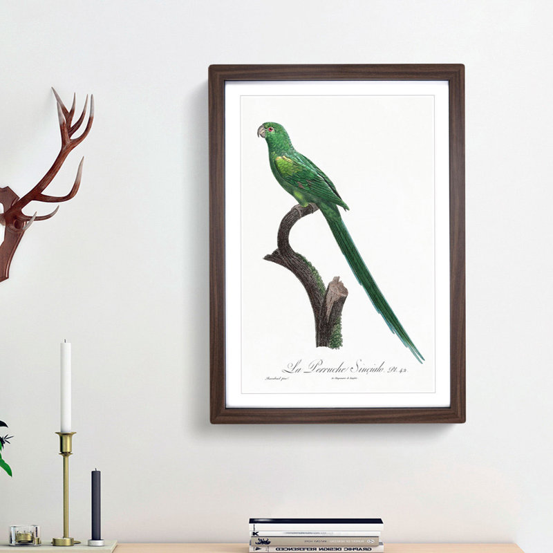 Long-Tailed Parakeet by F. Levaillant - Framed Print, 36cm H x 27cm W x 2cm D, Walnut Framed