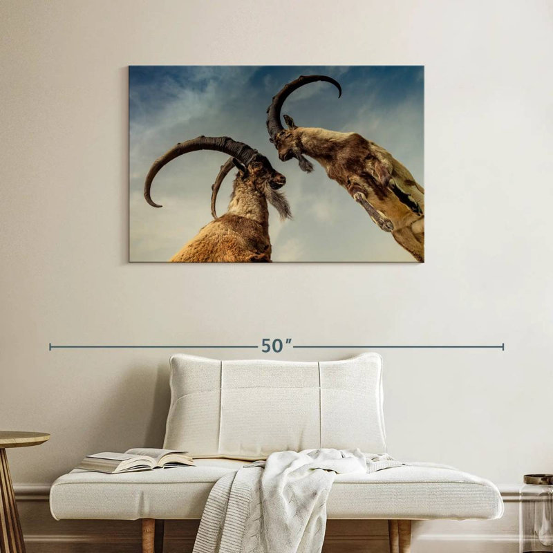 Brampt Goat Clash, 26" H x 39" W