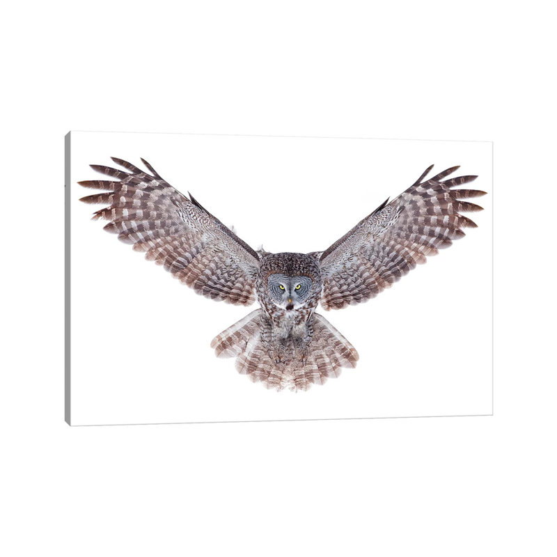 Power - Great Grey Owl by Jim Cumming - Wrapped Canvas Print, 20.32cm H x 30.48cm W x 1.905cm D