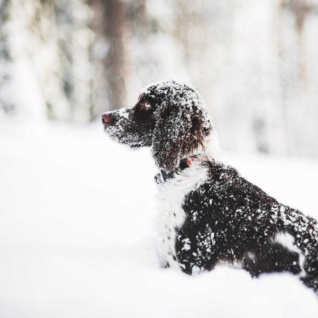 Springespaniel In Snow von Knape - Kunstdrucke auf Leinwand ohne Rahmen