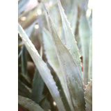 Winter Agave I Print by Alicia Bock