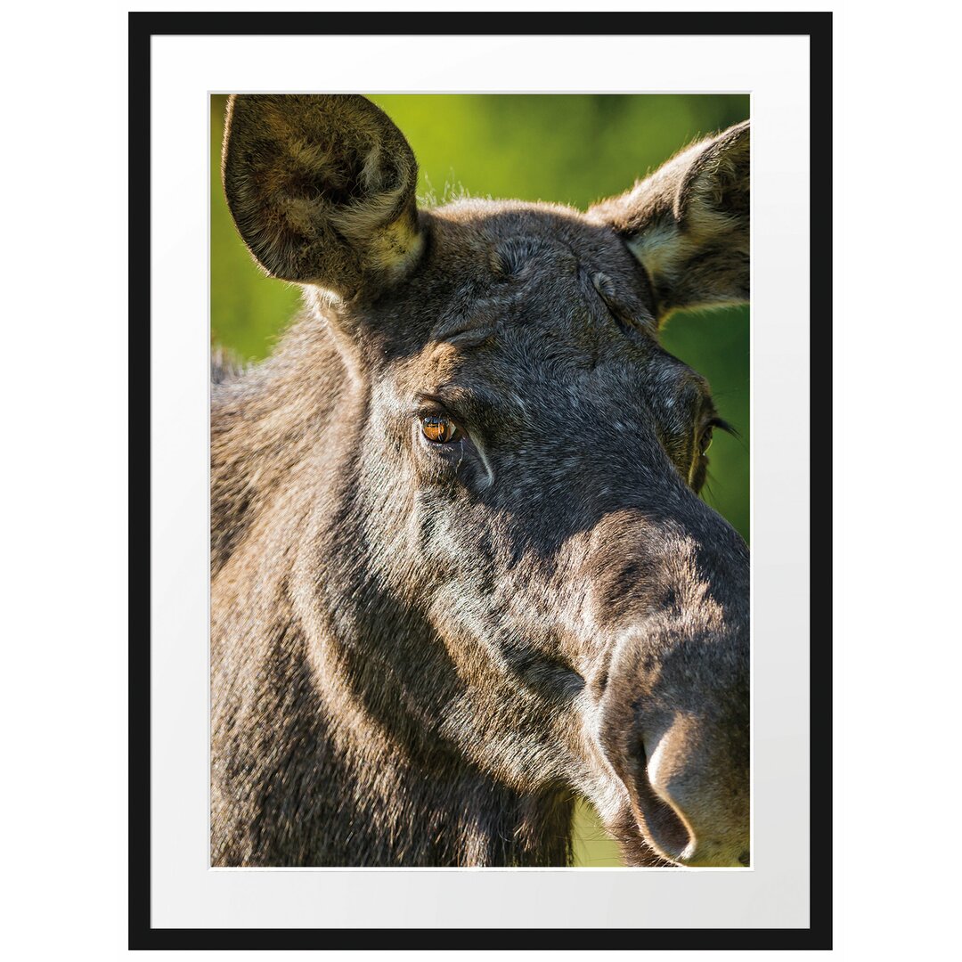 Kuh Elch in Wiese Gerahmter Fotodruck Poster