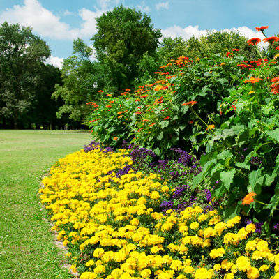 " Summer Park "