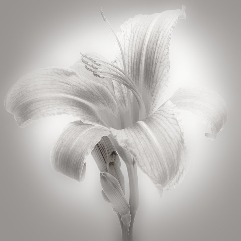 Tiger Lily II by James McLoughlin - Wrapped Canvas Print, 91cm H x 91cm W