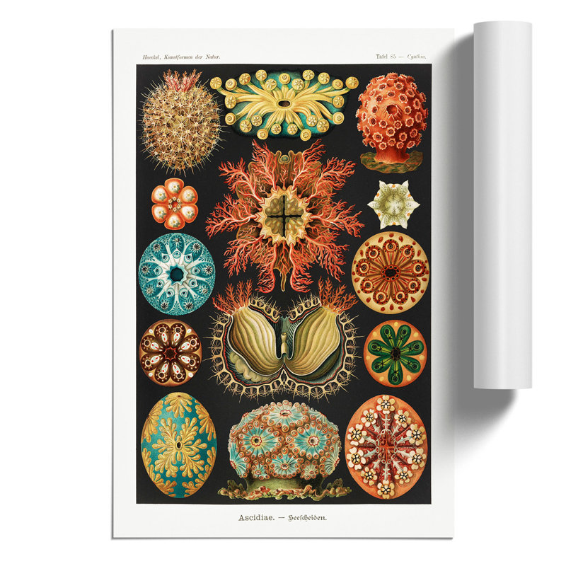 Ascidian Sea Squirts by Ernst Haeckel - Unframed Graphic Art, 42cm H x 30cm W x 0.1cm D